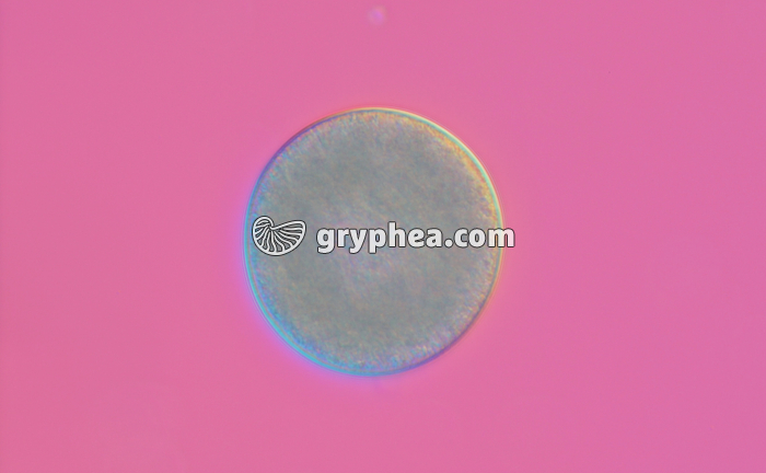 Ovule de Moule (Mytilus edulis) CIT x120 - gryphea.org